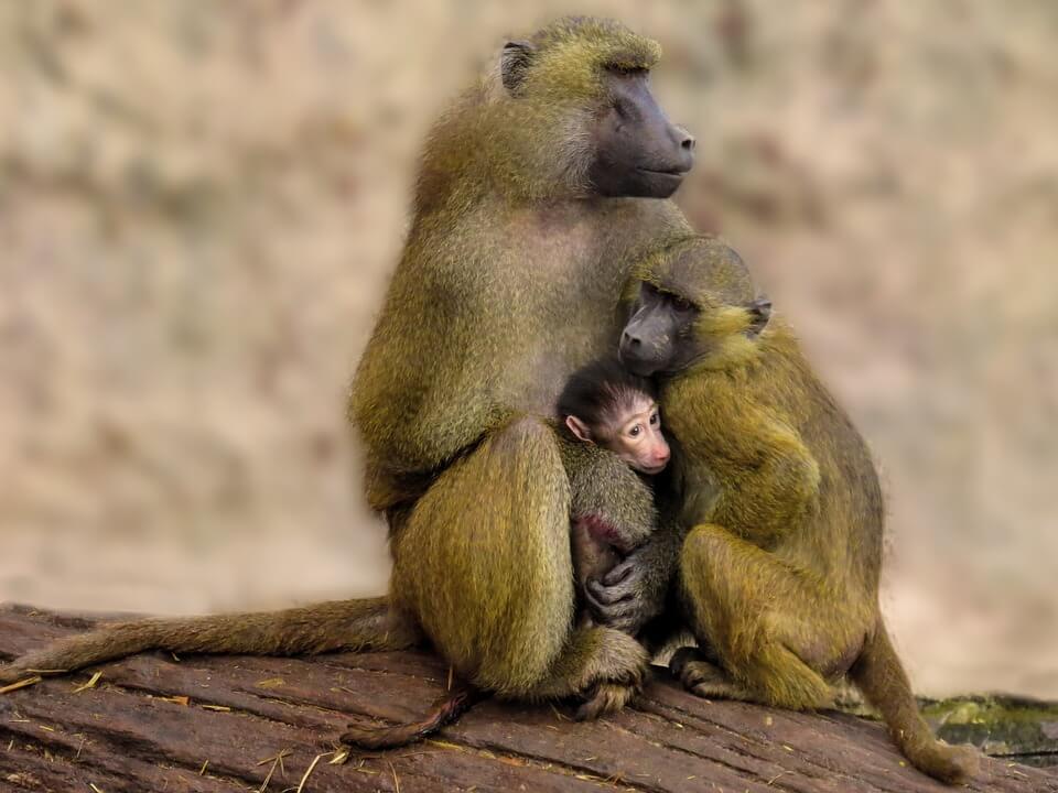 A baboon family