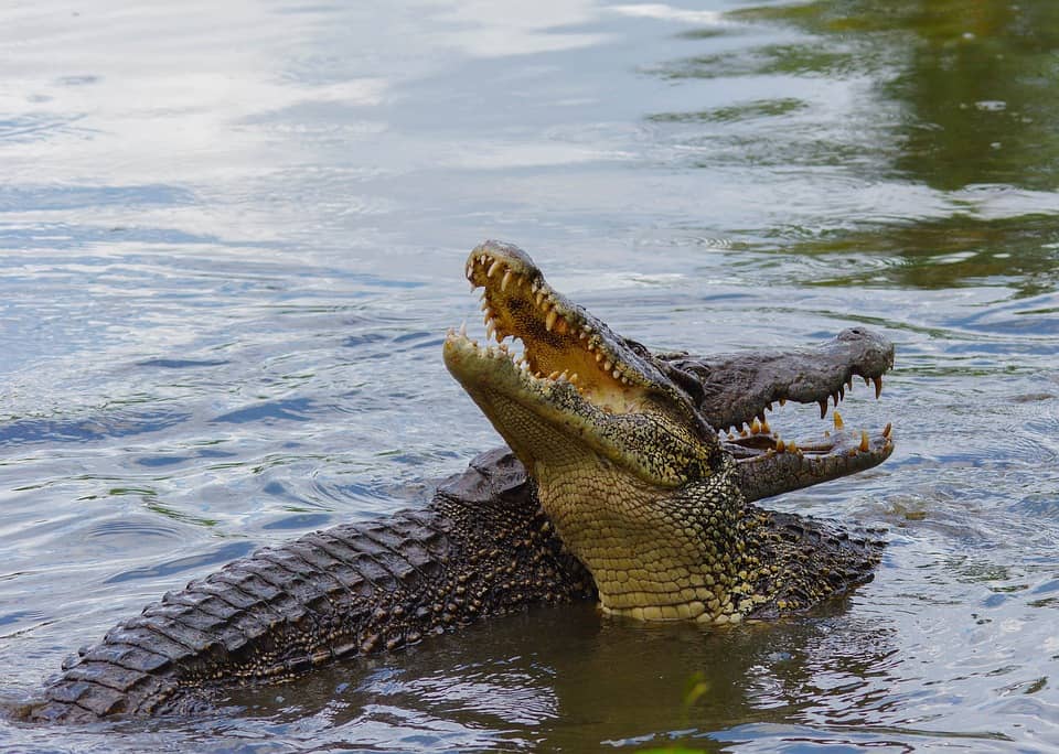 Crocodile with the head out of water