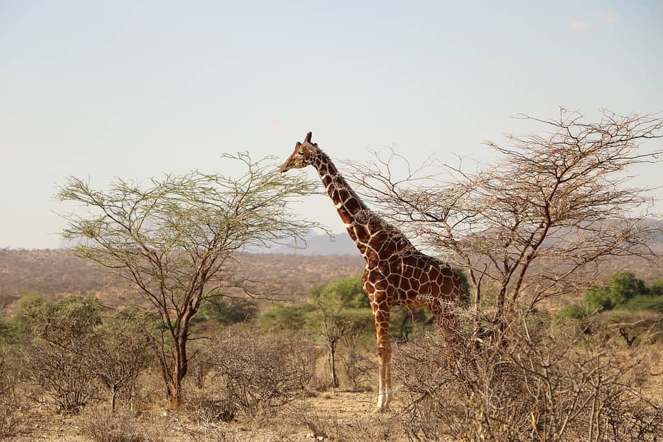 Giraffe grazing at the park