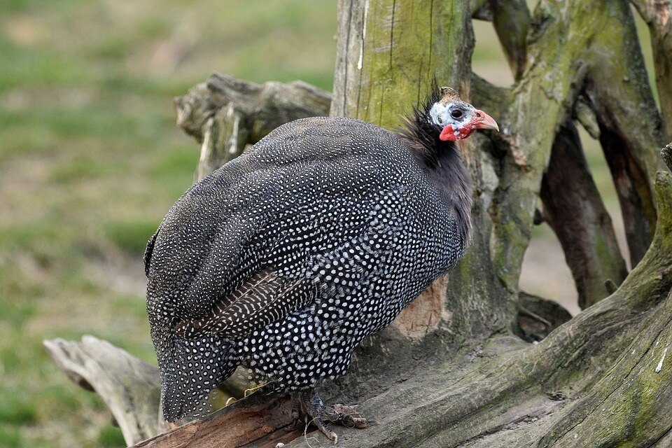 A wild guinea fowl