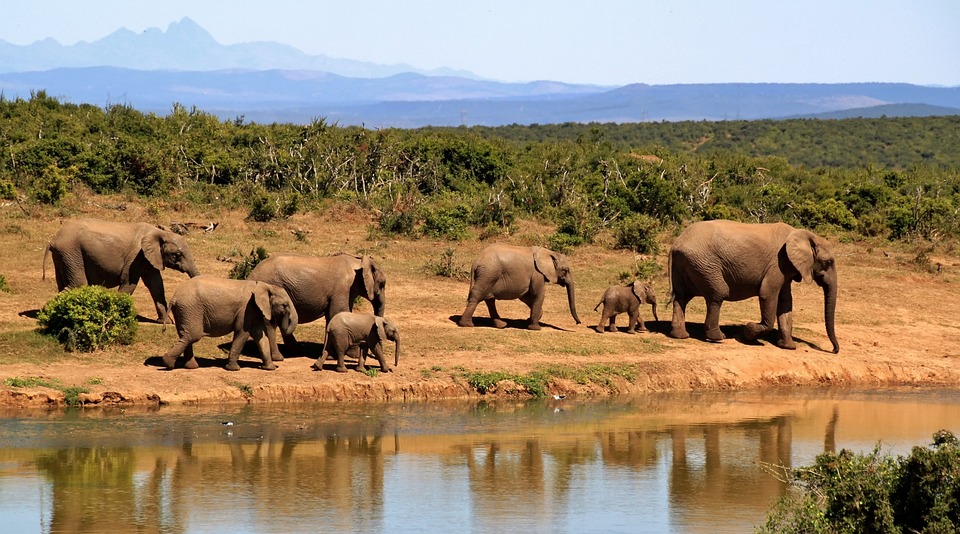 A herd of african elephants