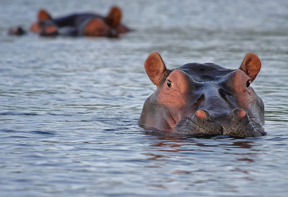 Hippopotamus swimming in water