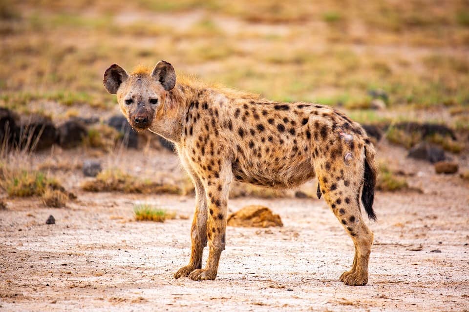 Hyena scavenging food at the park