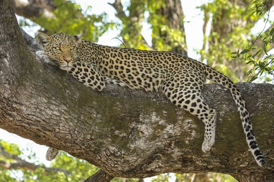 A leopard sitting on a tree