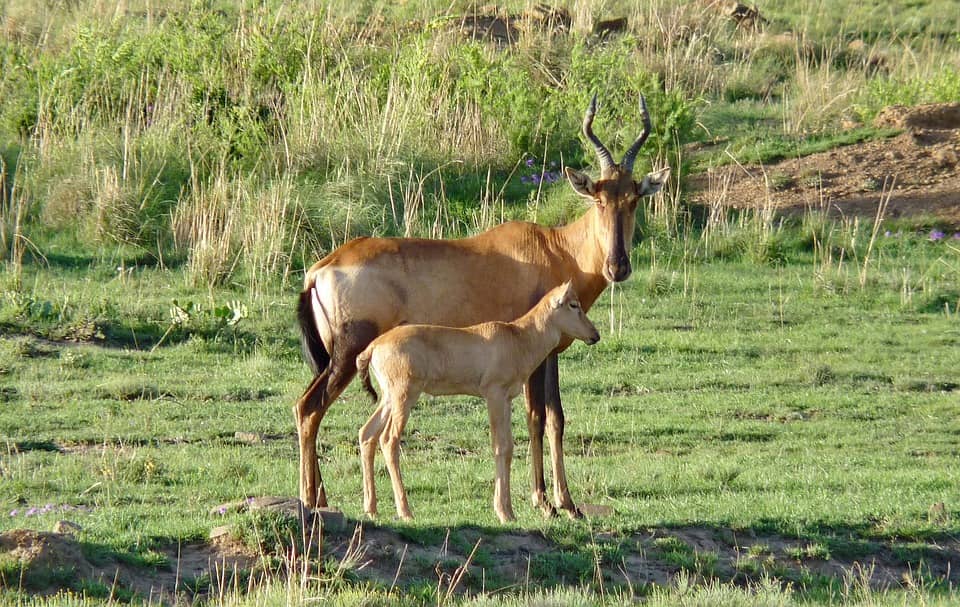 A large red-hartebeest antilope